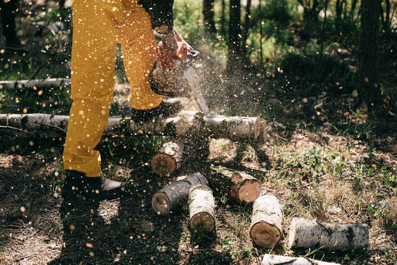 Best Palm Tree Trimming  in Tidmore Bend, AL